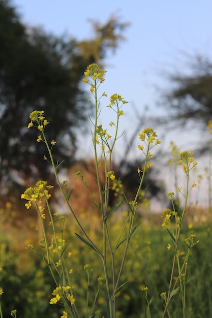 Gele bloemen in het veld