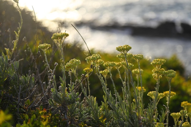 gele bloemen in het voorjaar aan zee