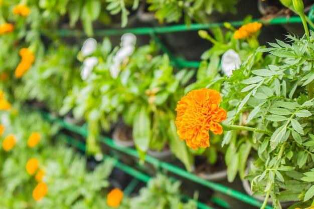 Gele bloemen in potten