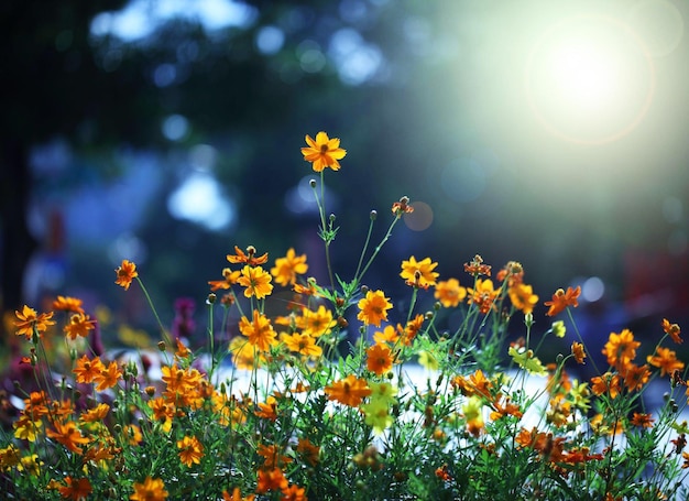 Gele bloemen in zonlicht