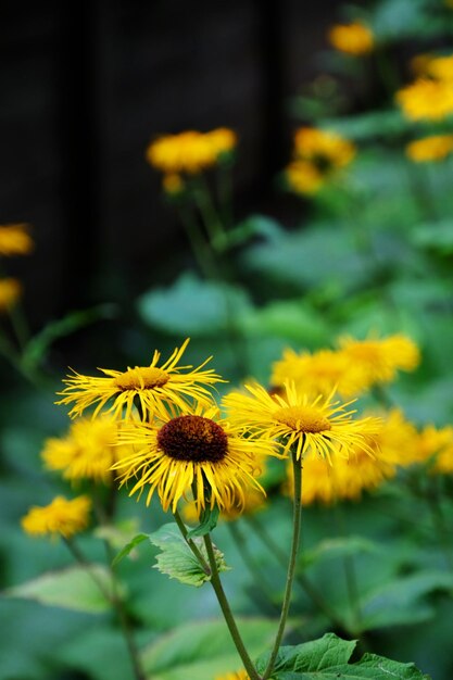 Gele bloemen met groene bladeren