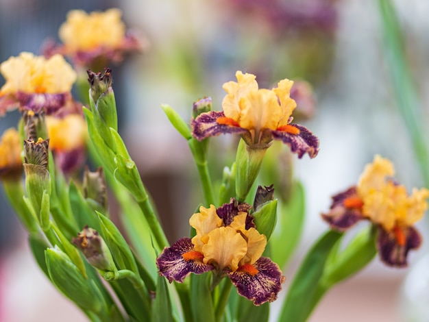 Gele bloemen met vage kleurrijke achtergrond