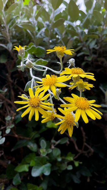 Gele bloemen natuurlijke achtergrond verticaal