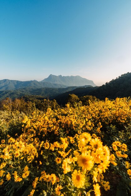 Gele bloemen op de berg in de ochtend, lagere velden op de berg