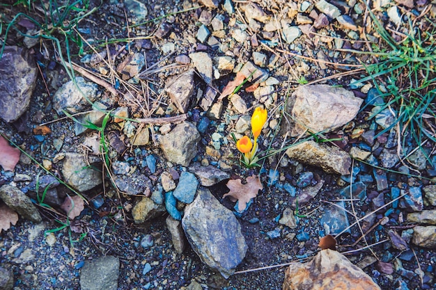 Gele bloemen op de berg