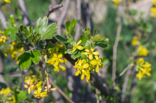 Gele bloemen op een bessenstruik Bloeiende tuin in het voorjaar Tuinieren en plantenverzorging