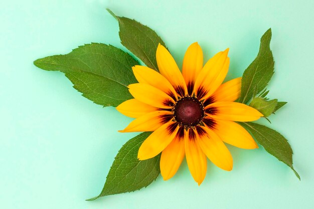 Gele bloemen op een blauwe achtergrondRudbeckia