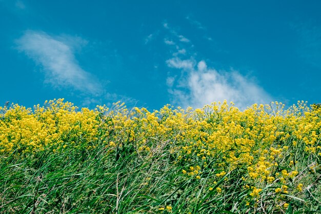 Gele bloemen op een blauwe hemelachtergrond