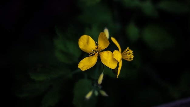 Gele bloemen op een donkergroene achtergrond