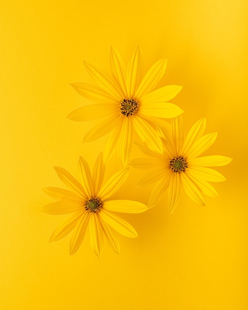 Gele bloemen op een gele achtergrond monochroom minimalisme plat lag