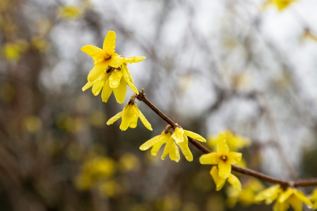 Gele bloemen op een groene tak met regendruppels. Vroege lente.