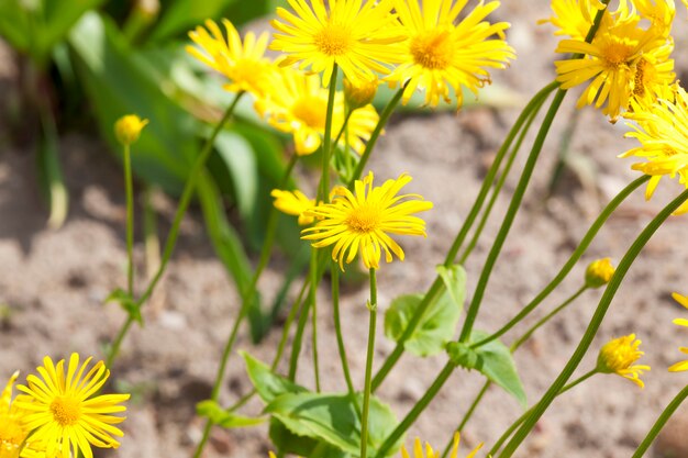 Gele bloemen op een lenteweide