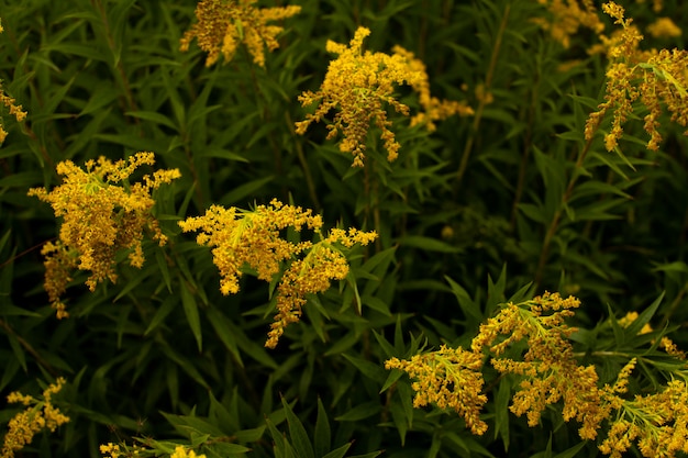 gele bloemen op groene struiken