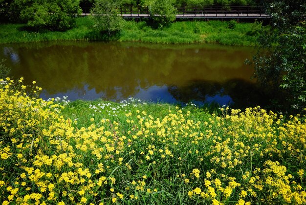 Gele bloemen op het landschapsachtergrond van de rivieroever