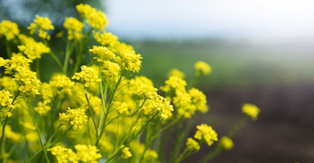 Gele bloemen op het veld in het voorjaar