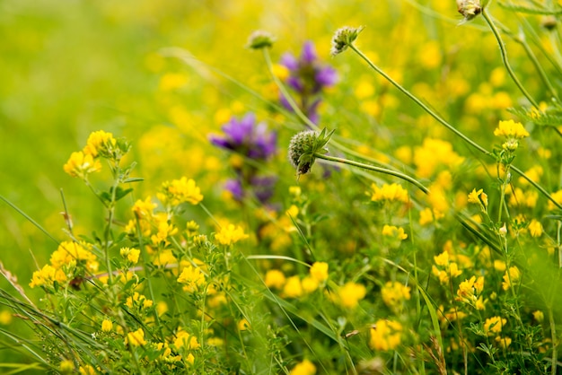 Gele bloemen op het veld op een zonnige zomerdag