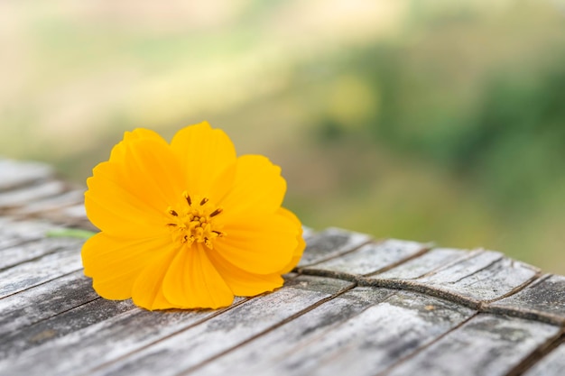 Gele bloemen op rustieke houten tafel in vintage stijl voor onscherpe achtergrond