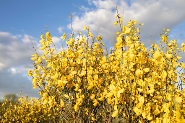 Gele bloemen op wilde struiken, algemeen bekend als bezems en de wetenschappelijke naam is Cytisus scoparius