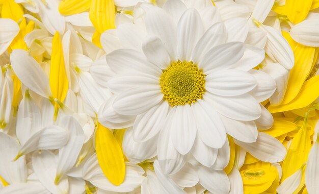 Gele bloemen over geschilderde houten achtergrond voor tekst