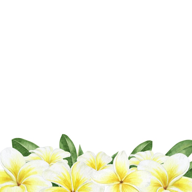 Gele bloemen Plumeria Tropische exotische bloemen Aquarel rand op een witte achtergrond