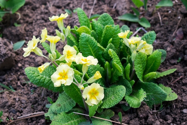 Gele bloemen Primroses (Primula Vulgaris)