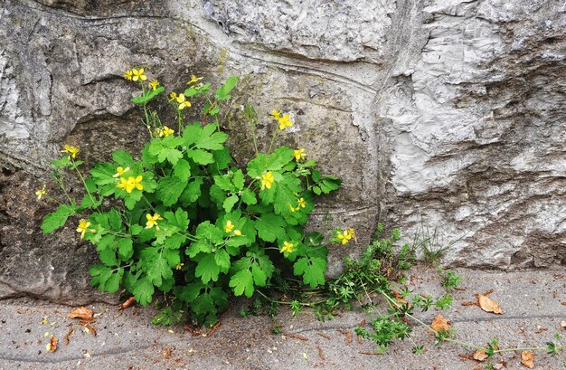 Gele bloemen tegen de muur.