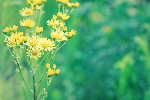 Gele bloemen tegen groene gebulderde grasachtergrond