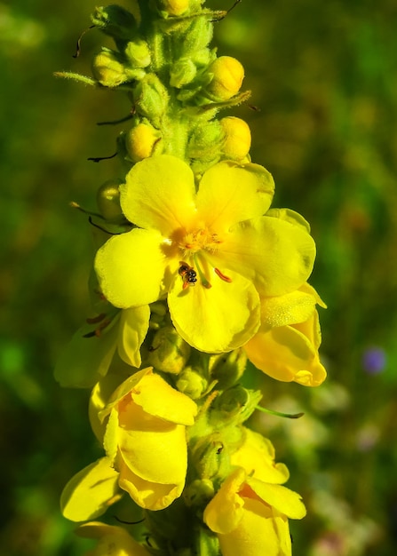 gele bloemen toorts groeien op het veld. collectie van geneeskrachtige planten concept