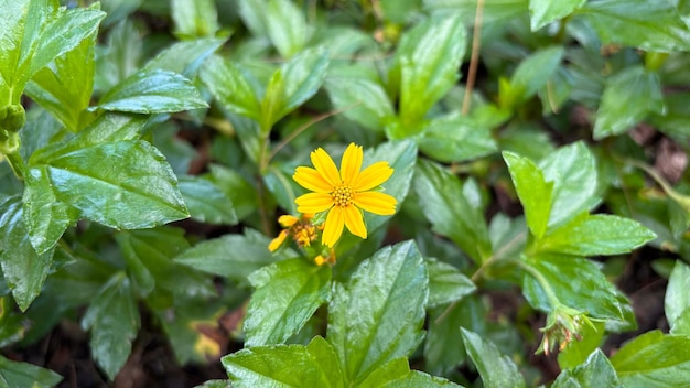 Foto gele bloemen tussen de bladeren