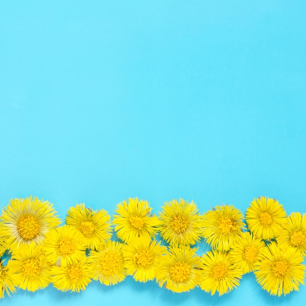 Gele bloemen van coltsfoot op blauwe achtergrond