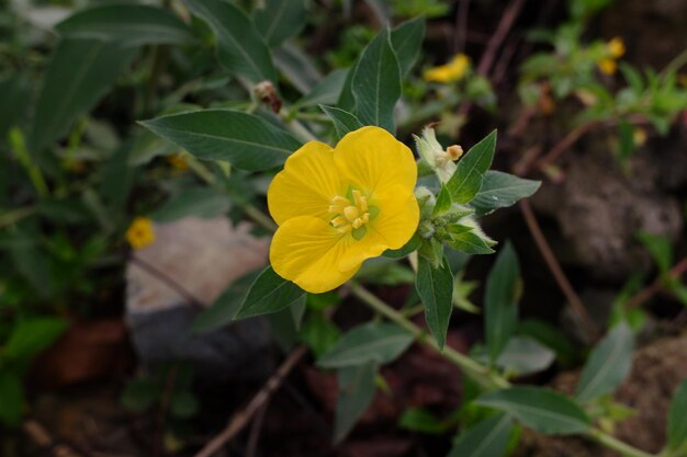 gele bloemen van een plant met de wetenschappelijke naam Ludwigia peruviana die in rijstvelden groeit