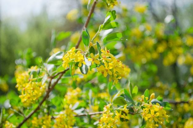 Gele bloemen van gouden Amerikaanse bes in tegenlicht zonlicht in het voorjaar. Ribes aureum
