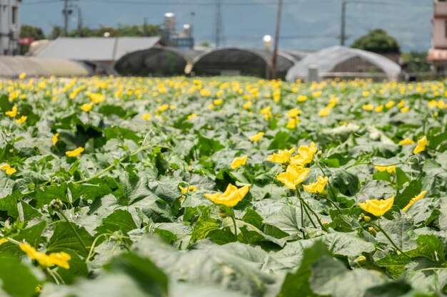 Foto gele bloemen van loofah boerderij