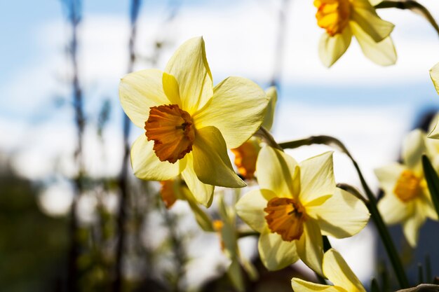 Gele bloemen van narcissen tijdens de bloei