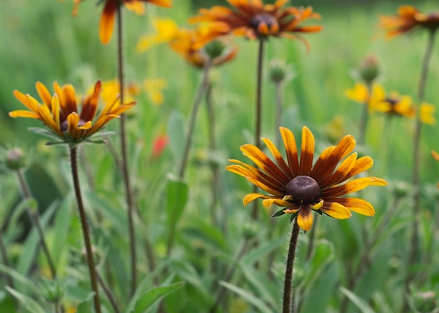 Gele bloemen van Rudbeckia hirta 2