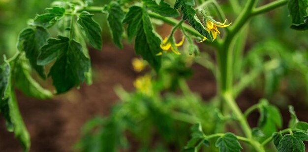 Gele bloemen van tomaat op de bedden Landbouw tuinieren moestuin