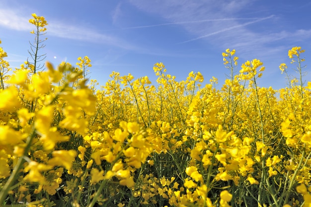 Gele bloemen van verkrachting