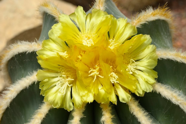 Gele bloemen van vetplant Parodia magnifica