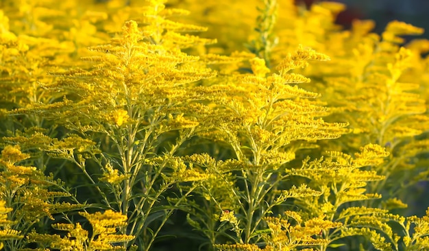 Foto gele bloemen van wrinkleleaf goldenrod of solidago rugosa