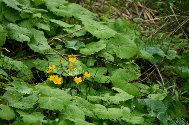 gele bloemen