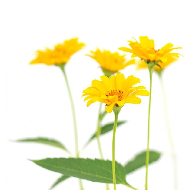 Gele bloemen