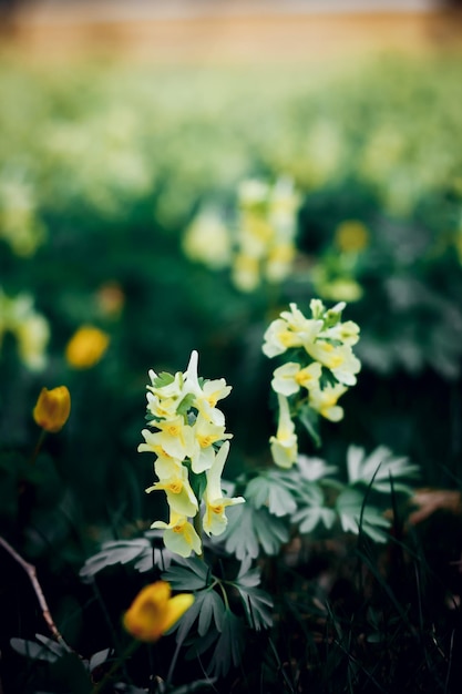 gele bloemen