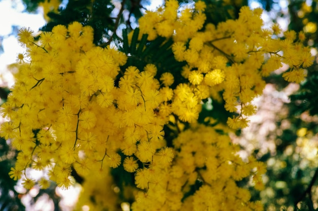 gele bloemen