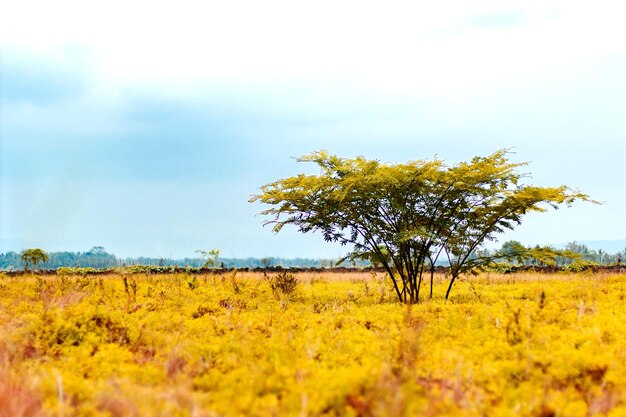 Foto gele bloementuin