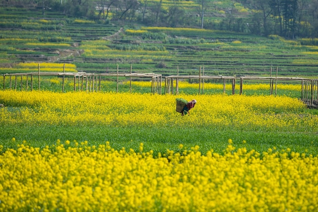 Gele bloemenvallei