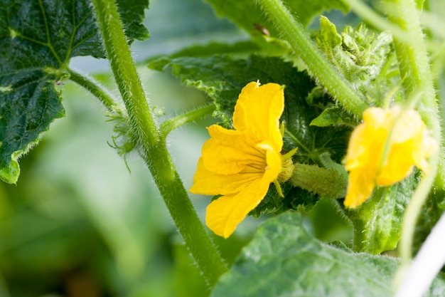 Gele bloemkomkommer op landbouwgebied