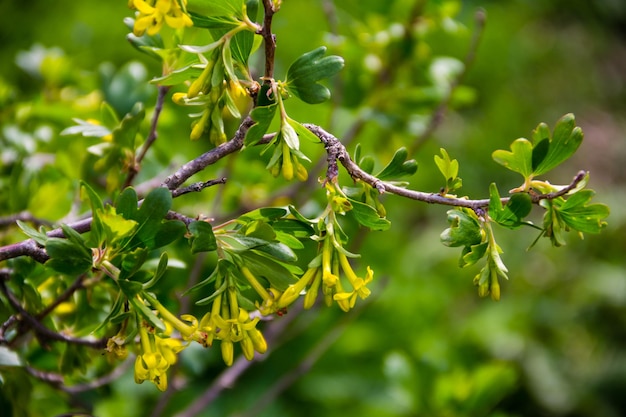 Gele bloesem van aalbes in tuin