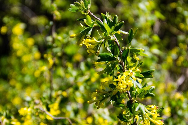 Gele bloesem van bessen in de tuin