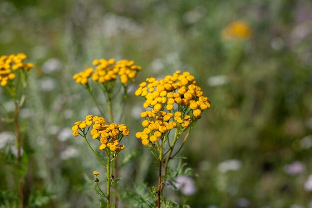 Gele boerenwormkruidbloemen Tanacetum vulgare, boerenwormkruid, bitterknop, koebitter of gouden knopen