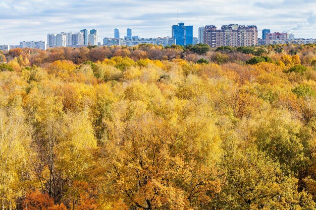 Gele bomen in bos en stad aan de horizon in de herfst